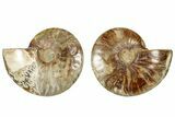 Cut & Polished, Agatized Ammonite Fossil - Madagascar #317684-1